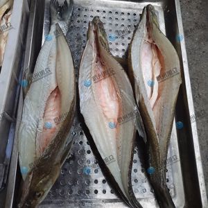 旭眾二枚開(kāi)片殺魚(yú)機(jī)，翹嘴魚(yú)開(kāi)背切片